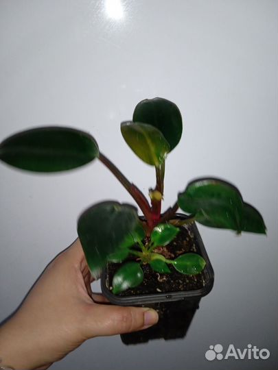 Комнатные растения