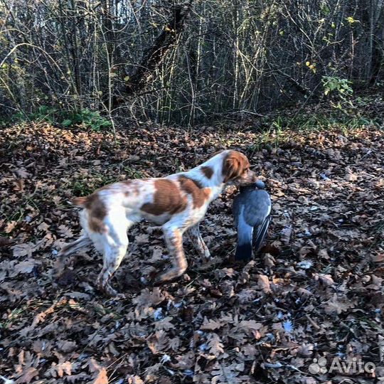 Бретонский эпаньоль. Вязка