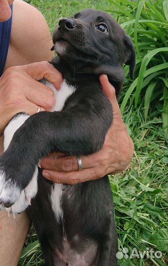 2 щенка