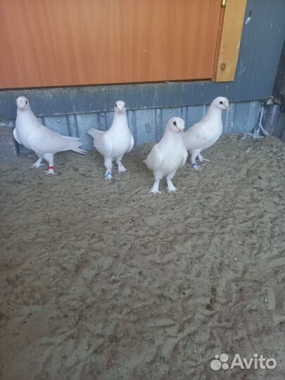 Голуби турецкие такла
