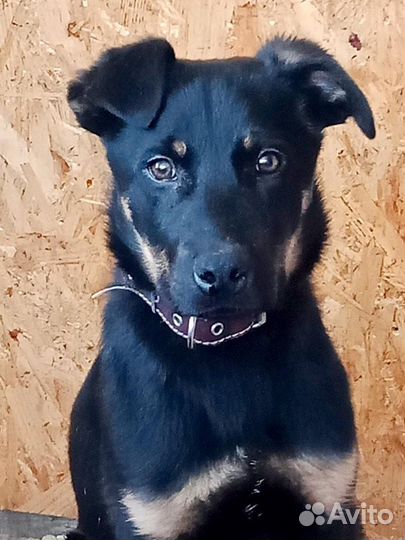 Ягдтерьер(метис)