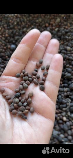 Семена пальм