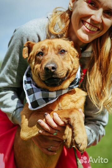 Приходи за другом приют Некрасовка