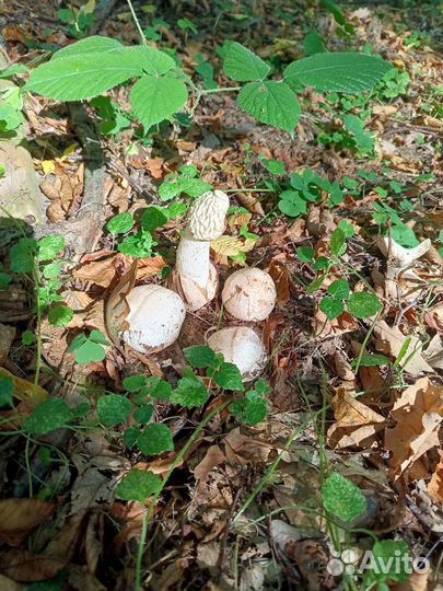 Гриб веселка