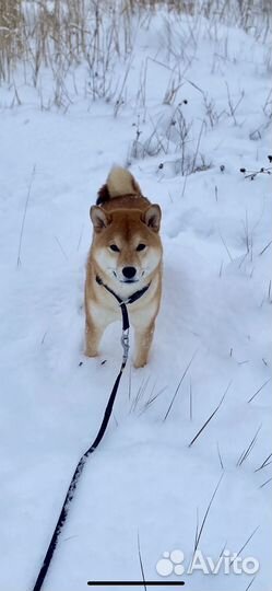 Вязка сиба ину