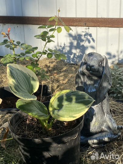 Зелёная хоста с жёлтой каймой