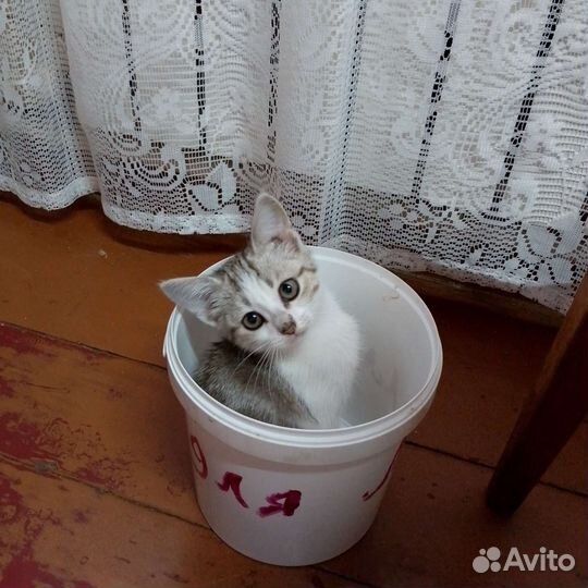 Кошка в дар бесплатно