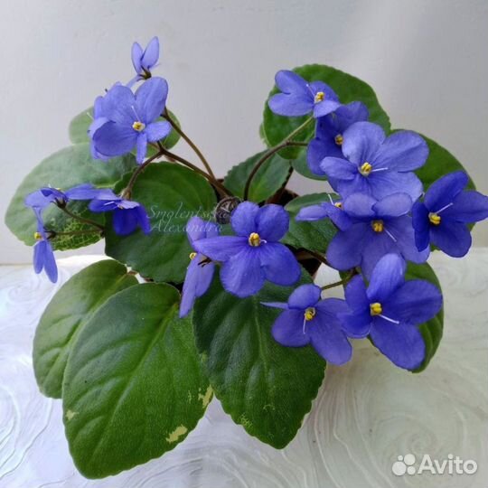 Сортовые фиалки цветущие