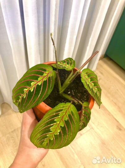 Маранта триколор