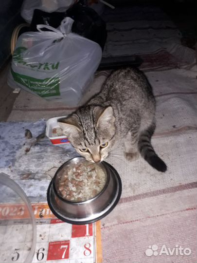Котёнок девочка 4 месяц