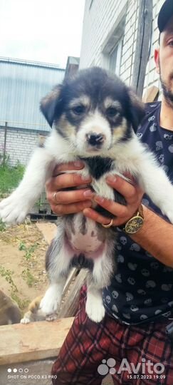 Отдадим щенков в добрые руки