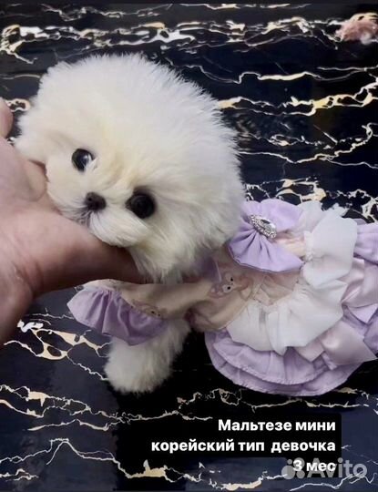 Щенки тикап импорт Корея