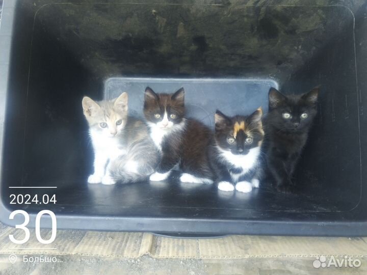 Котята в добрые руки