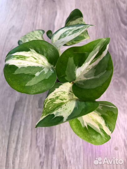 Дримиопсис Эпипремнумы