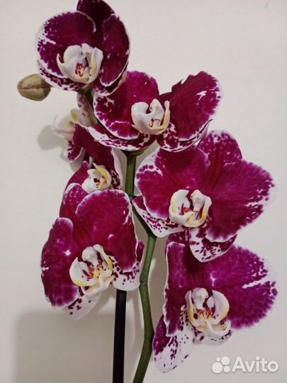 Орхидея фаленопсис