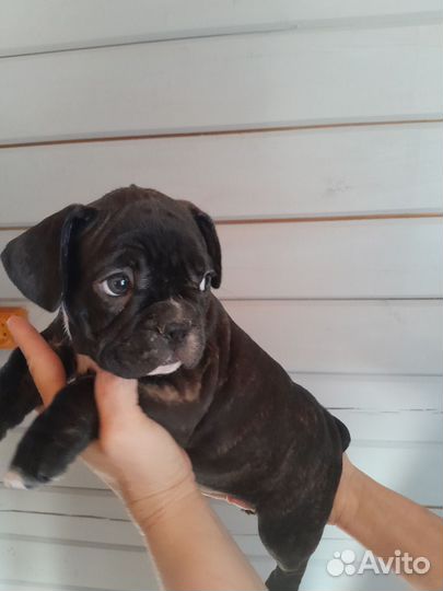 Французский бульдог щенки