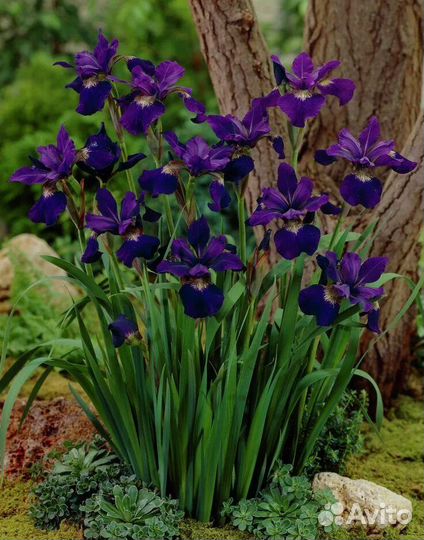 Многолетние садовые цветы