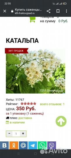 Саженцы катальпы прекрасной