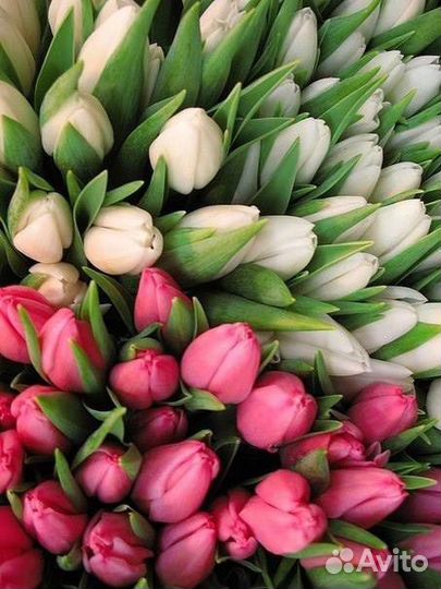 Тюльпаны к 8 марта оптом