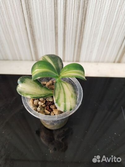 Суккуленты