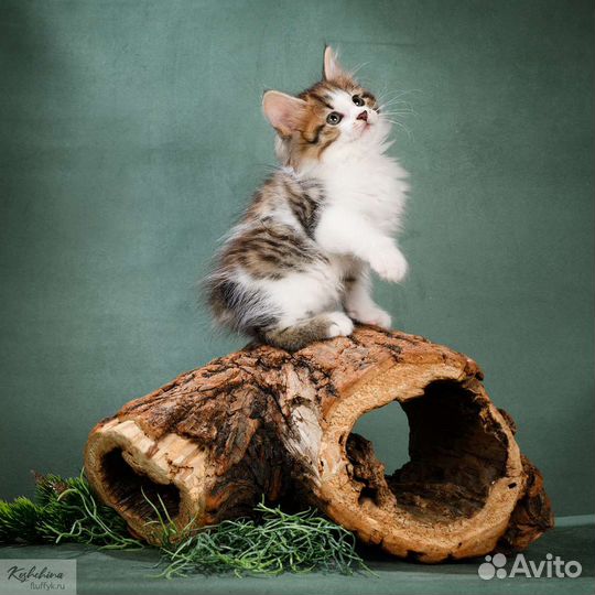 Котята курильский бобтейл