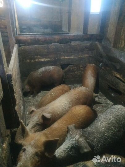 Поросенок чистокровный Дюрок,смесь ландраса