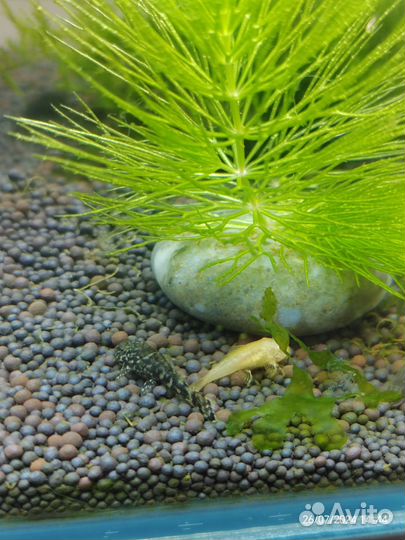 Анцитрусы рождённые 7 июля