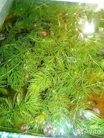 Водоросли роголистник, улитки для аквариума