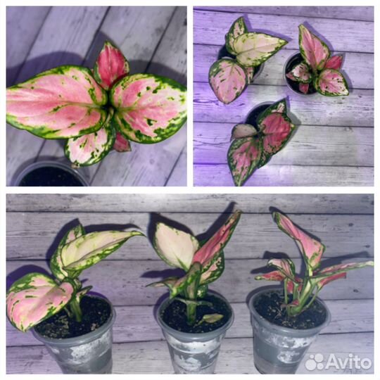 Аглаонемы сортовые, часть 1