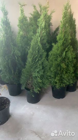 Туя смарагд