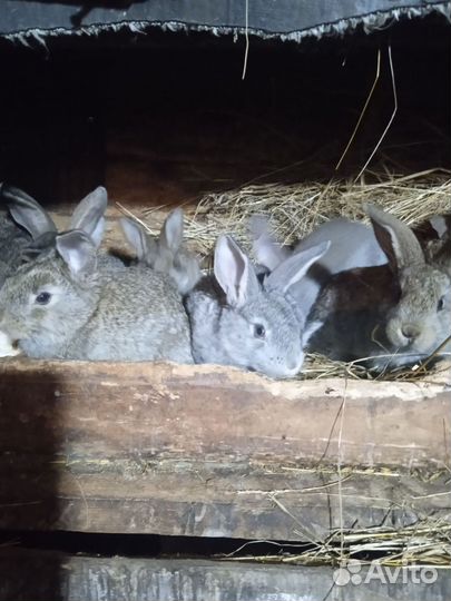 Кролики. Живьём и мясом