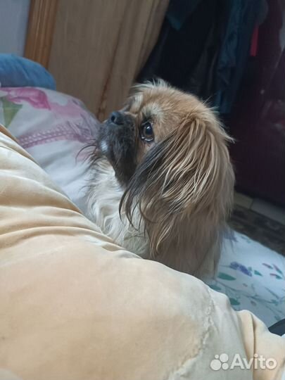 Щенки пекинеса