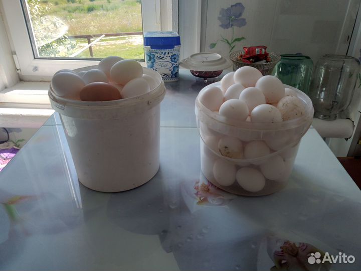 Домашние куриные яйца