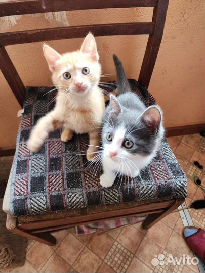 Котята в добрые руки бесплатно