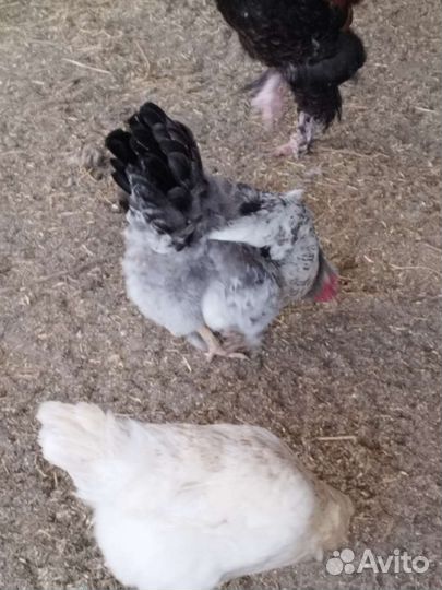 Петухи на племя или мясо