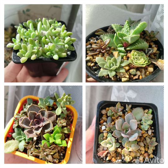 Суккуленты