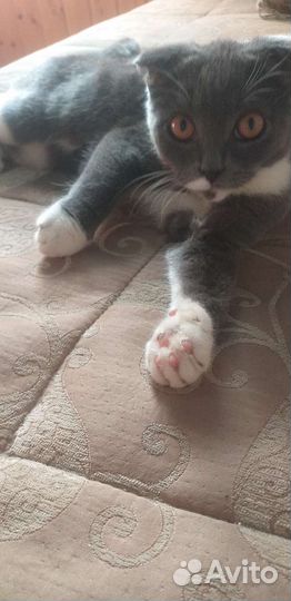 Одам котёнка в добрые руки