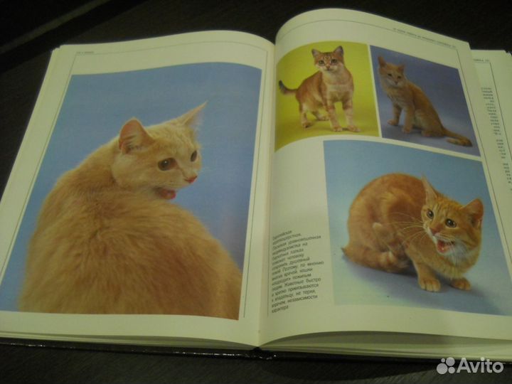 Книга о кошках