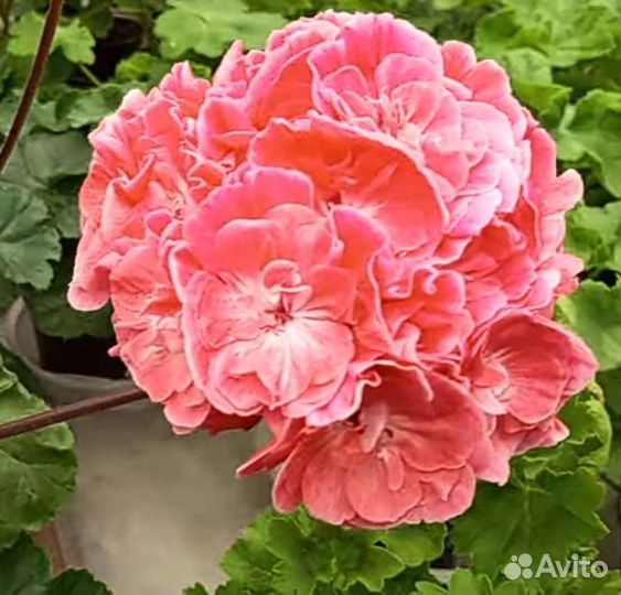 Герань пеларгония