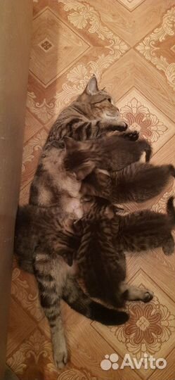 Кошка в дар бесплатно