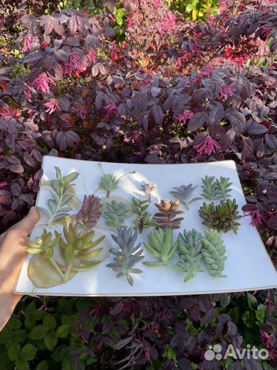 Суккуленты набор