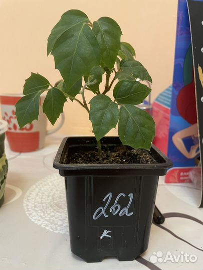 Комнатные цветы березка