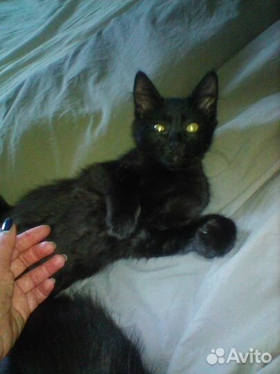 Котенок черный в дар