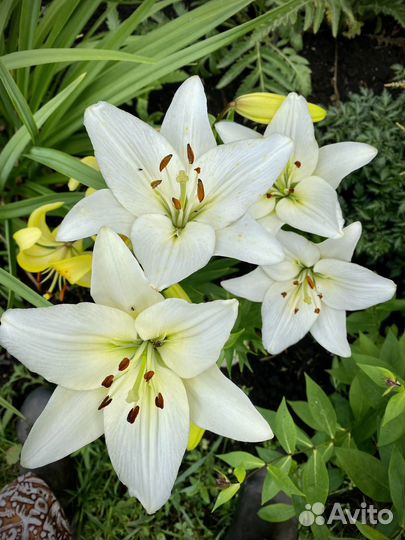 Лилия белая. Гибридная. Луковицы