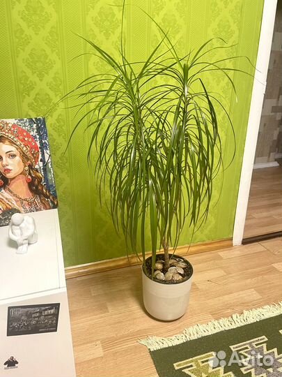 Пальма драцена, комнатные цветы