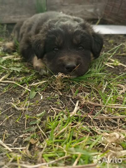 Собаки бесплатно