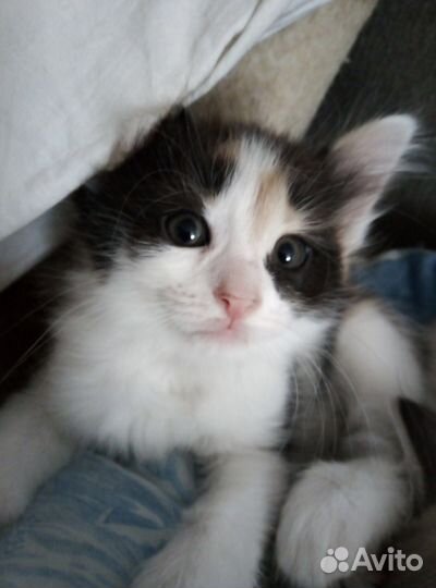 Котёнок бесплатно