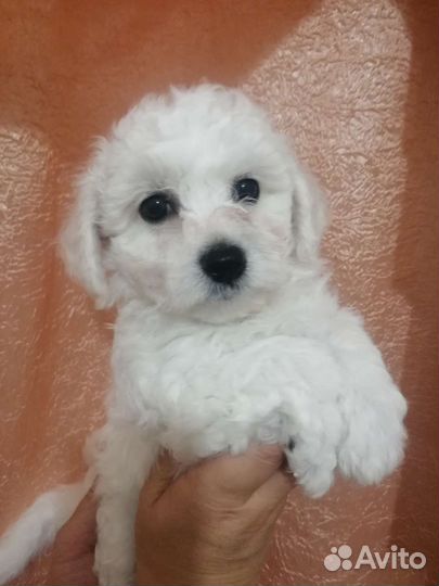 Щенки бишон фризе