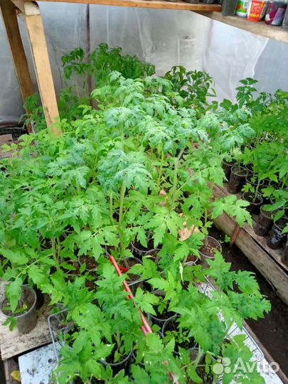 Рассада помидор лучшие сорта