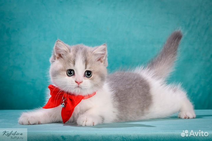 Британский голубой биколор